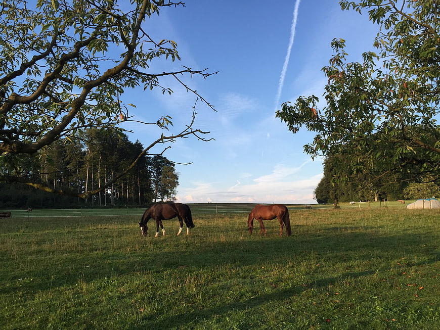 Two horses grazing in a green pasture with trees