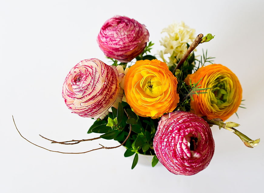 Colorful ranunculus flower bouquet on white background