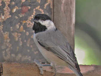 Black-capped Chickadee Perched On Wooden Bird Feeder