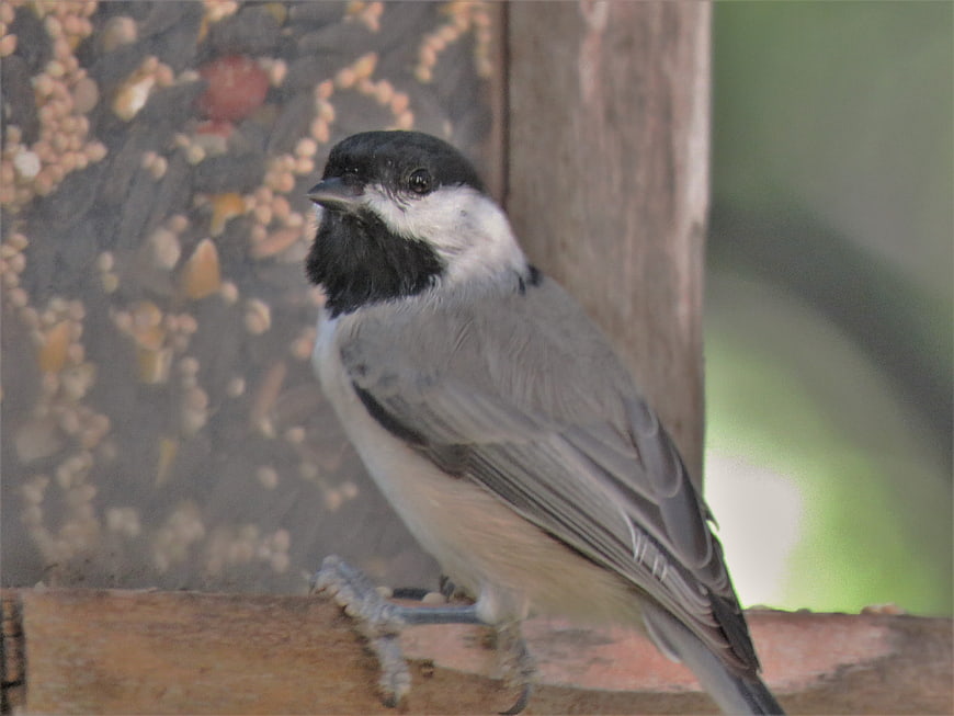 Black-capped Chickadee Perched On Wooden Bird Feeder