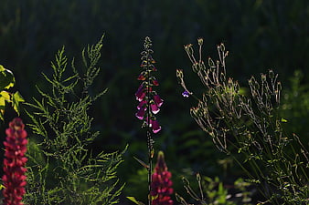 Purple Foxglove Flowers in Sunlit Garden