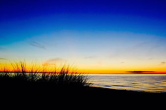Silhouette of Beach Grass Against Vibrant Sunset Sky
