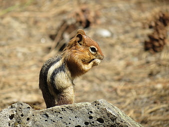 Chipmunk Eating on a Rock in Nature