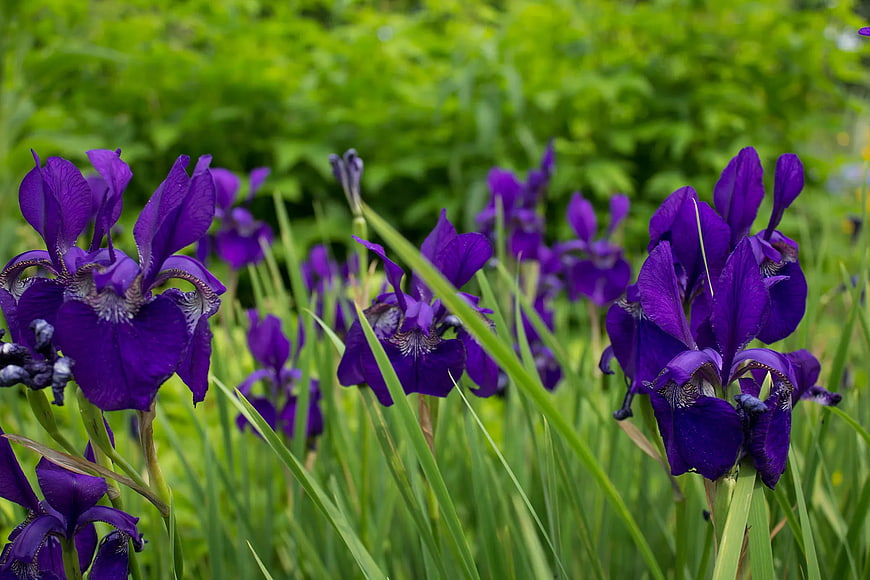 Vibrant Purple Iris Flowers in Green Garden