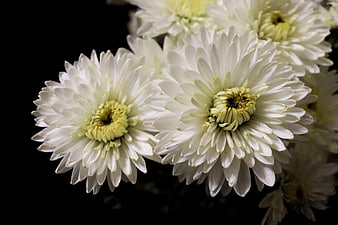 White Chrysanthemums on Black Background