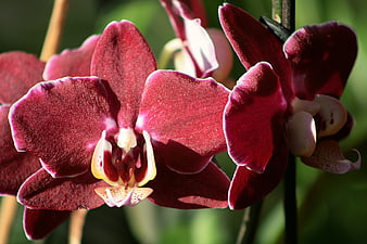 Close-up of vibrant purple phalaenopsis orchid flowers