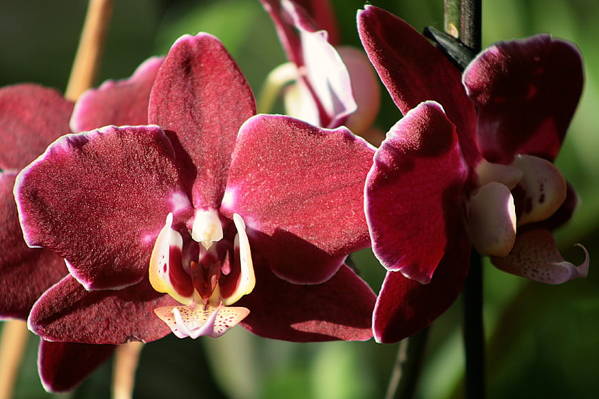 Close-up of vibrant purple phalaenopsis orchid flowers