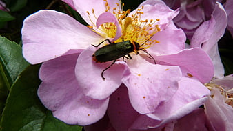Green Soldier Beetle on Pink Rose Flower Close Up