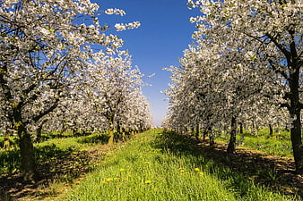 Blooming Apple Trees in Spring Orchard with Blue Sky