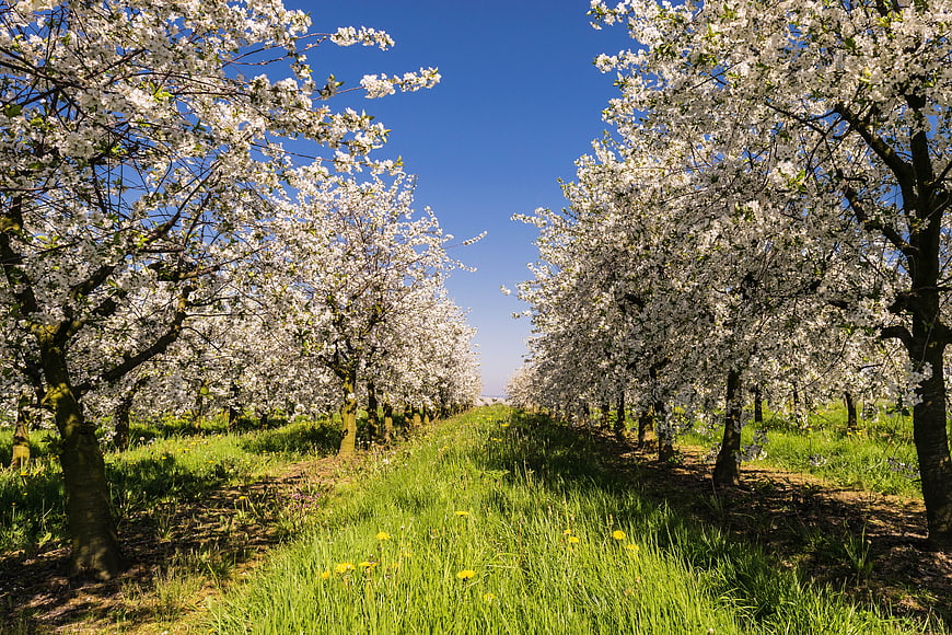 Blooming Apple Trees in Spring Orchard with Blue Sky