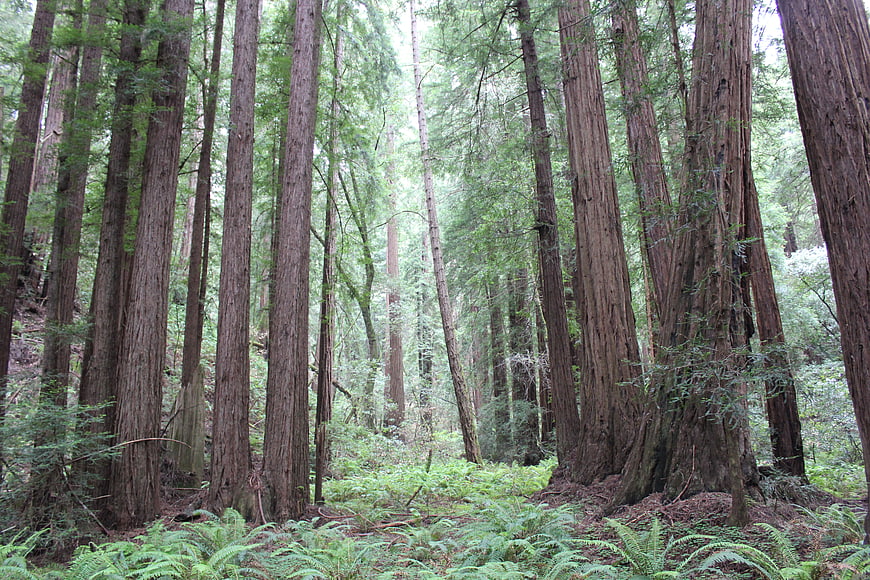 Towering Redwood Trees in Lush Green Forest