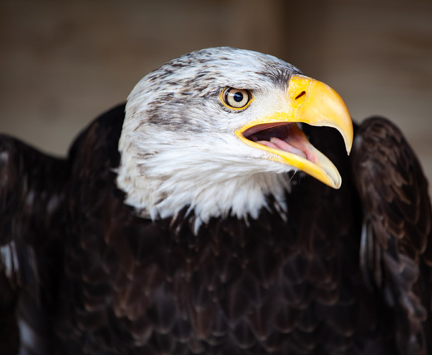 Close-up portrait of a bald eagle with open beak