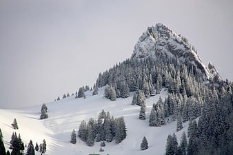 Snow-Covered Mountain Peak with Pine Forest in Winter