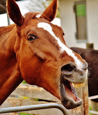 Funny brown horse yawning with mouth open