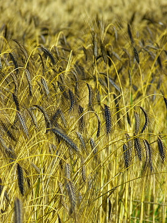 Golden Wheat Field Close-Up in Sunlight