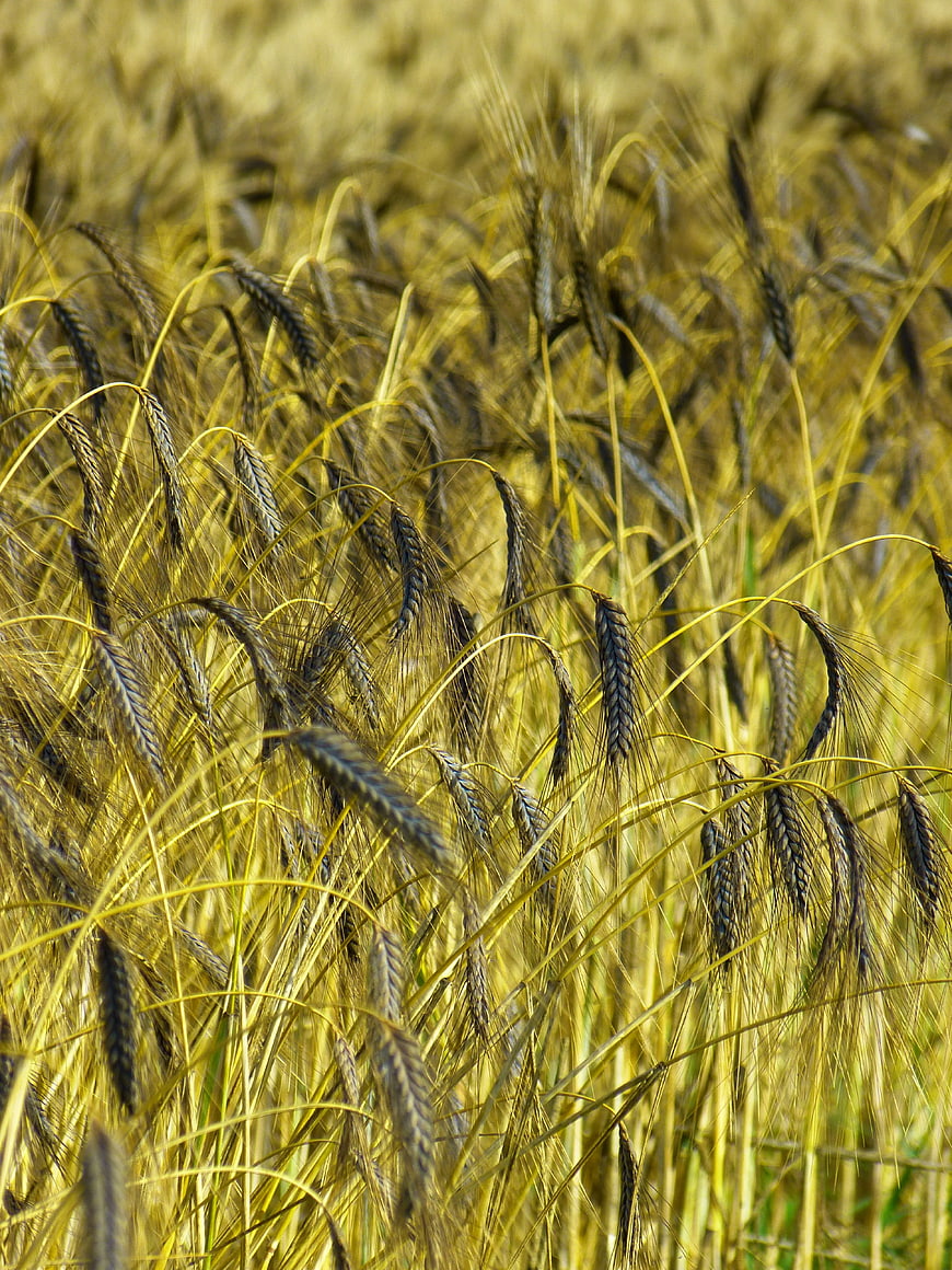 Golden Wheat Field Close-Up in Sunlight
