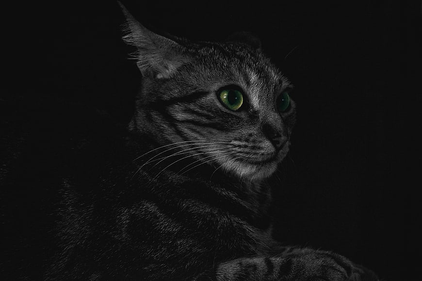 Portrait of a tabby cat with green eyes on black background