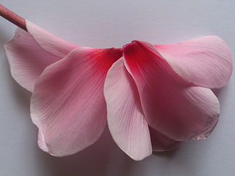 Pink Magnolia Flower Petals on White Background