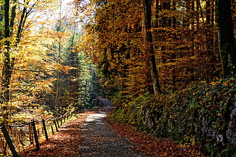 Sunlit Forest Path in Autumn with Golden Foliage