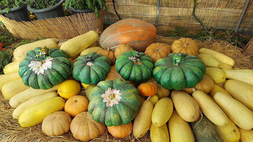Colorful Harvest Display of Pumpkins and Squash on Hay