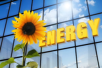 Sunflower and Energy Text on Glass Skyscraper