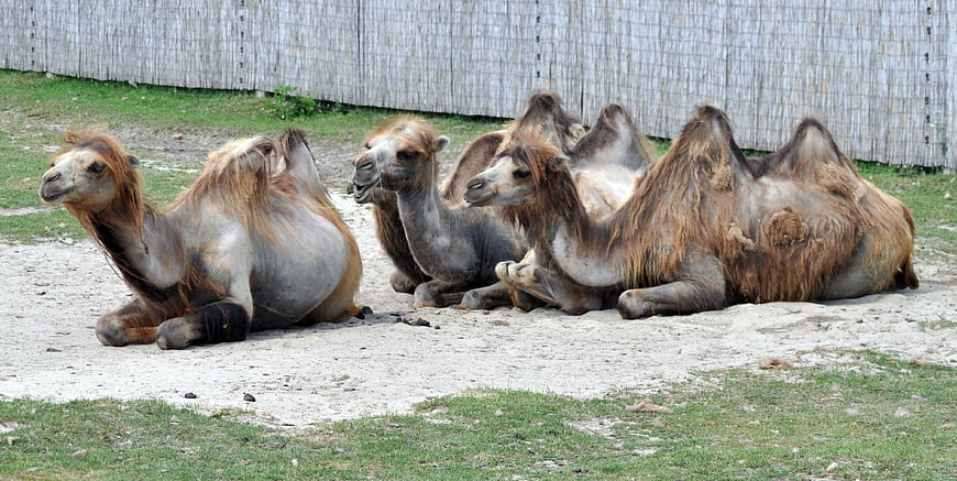 Group of Bactrian Camels Resting in Zoo Enclosure