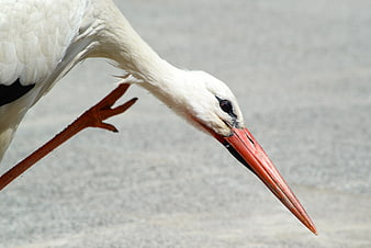 Close-up of White Stork Head and Red Beak