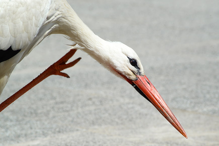 Close-up of White Stork Head and Red Beak