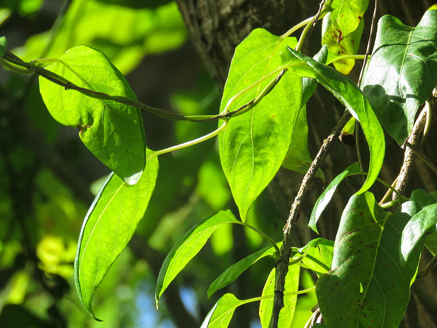 Sunlit Green Leaves on a Vine Close-Up
