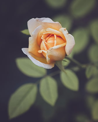 Close-up of a Peach Rose Bud with Soft Focus Background