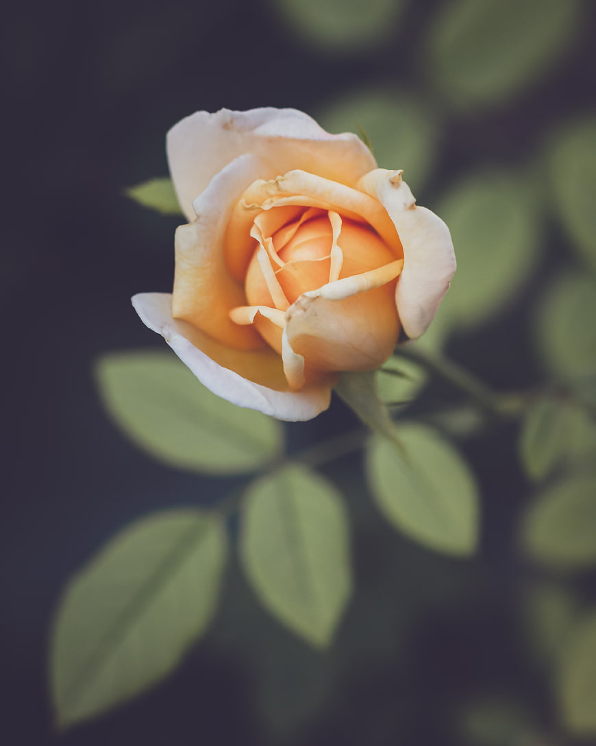 Close-up of a Peach Rose Bud with Soft Focus Background