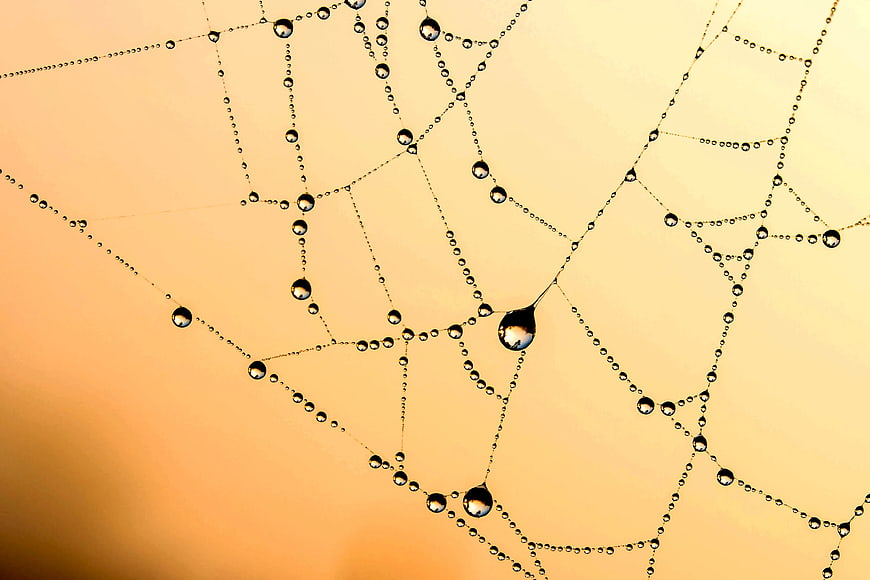 Spider Web With Dew Drops On Golden Background