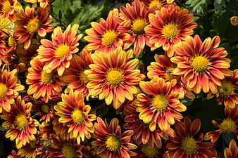 Vibrant Orange and Yellow Chrysanthemums Close Up