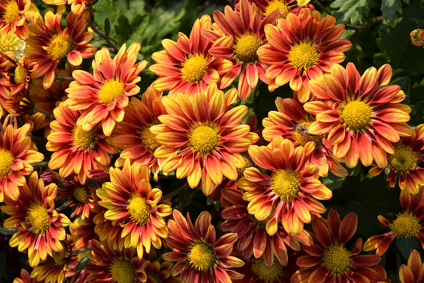 Vibrant Orange and Yellow Chrysanthemums Close Up
