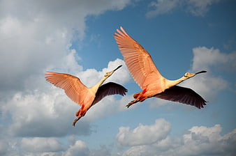 Two Roseate Spoonbills Flying in Blue Sky