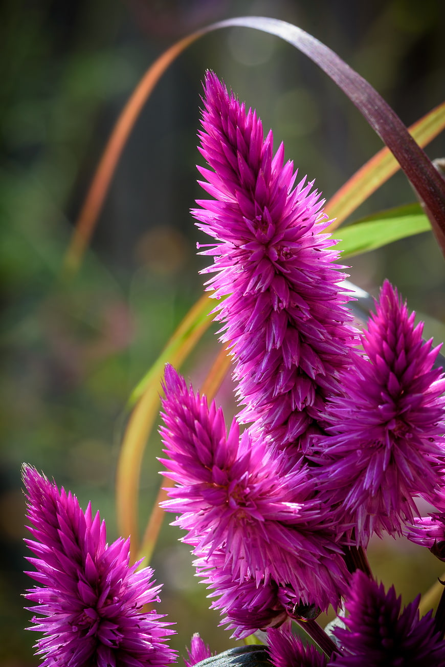 Vibrant purple celosia flowers close-up with blurred background