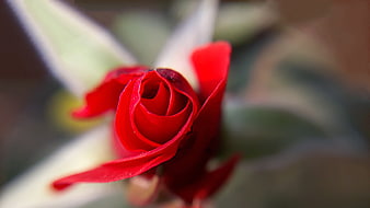 Close-up of a vibrant red rose bud in bloom