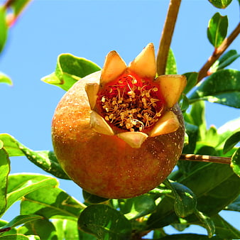 Close-up of a ripening pomegranate fruit on a tree branch