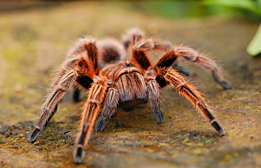 Close-up of a hairy tarantula on textured ground