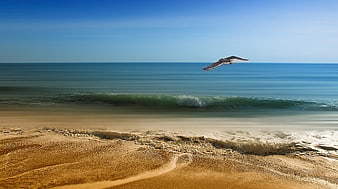 Seagull Flying Over Serene Beach with Smooth Ocean Waves