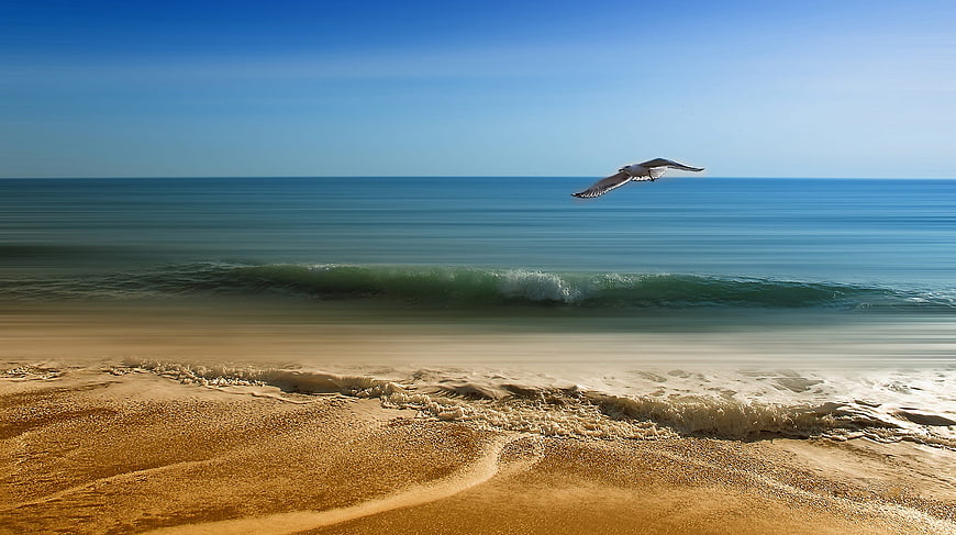 Seagull Flying Over Serene Beach with Smooth Ocean Waves