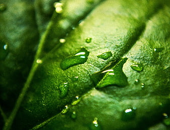 Macro shot of water droplets on a green leaf