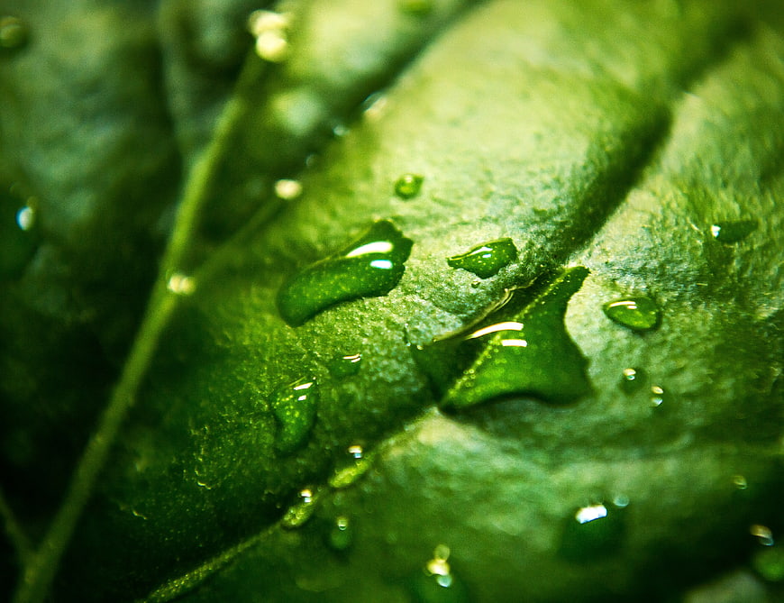 Macro shot of water droplets on a green leaf
