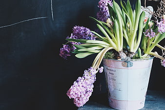 Purple Hyacinths in Vintage Tin Bucket on Dark Background