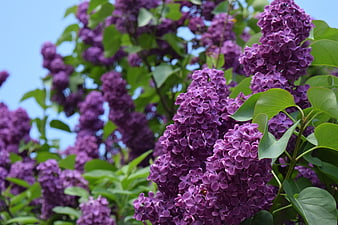 Vibrant Purple Lilac Blossoms In Full Spring Bloom