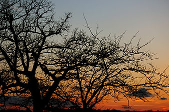 Silhouette of bare tree branches against vibrant sunset sky