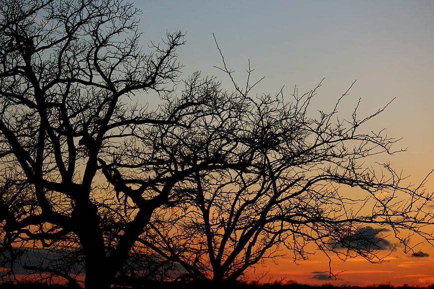 Silhouette of bare tree branches against vibrant sunset sky