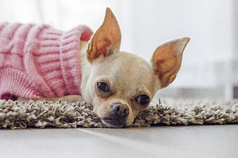 Cute Chihuahua Puppy in Pink Sweater Lying on Rug