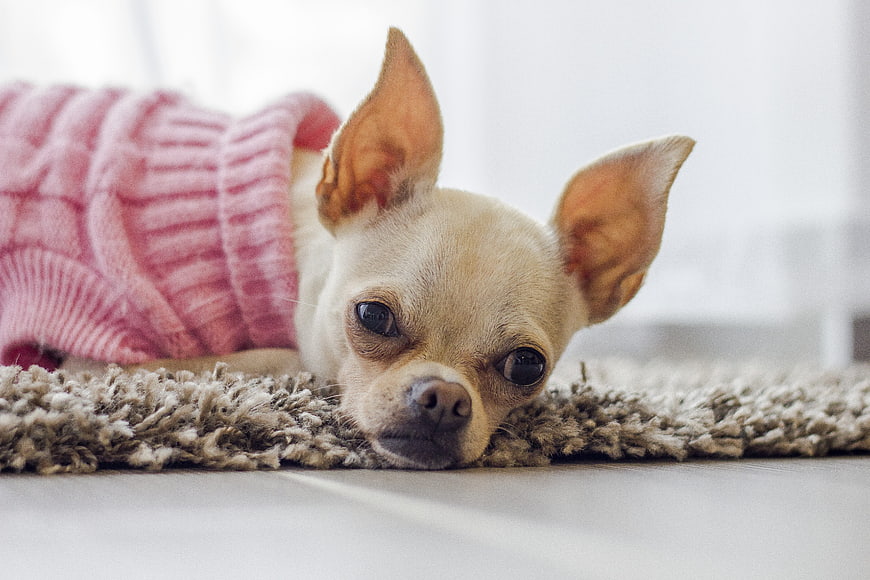 Cute Chihuahua Puppy in Pink Sweater Lying on Rug