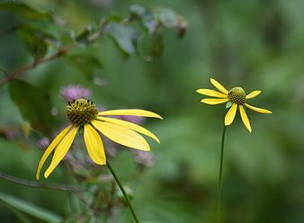 Yellow Coneflowers in Natural Green Garden Setting